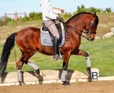 Advanced Level Lusitano Horse. Cod. 33457