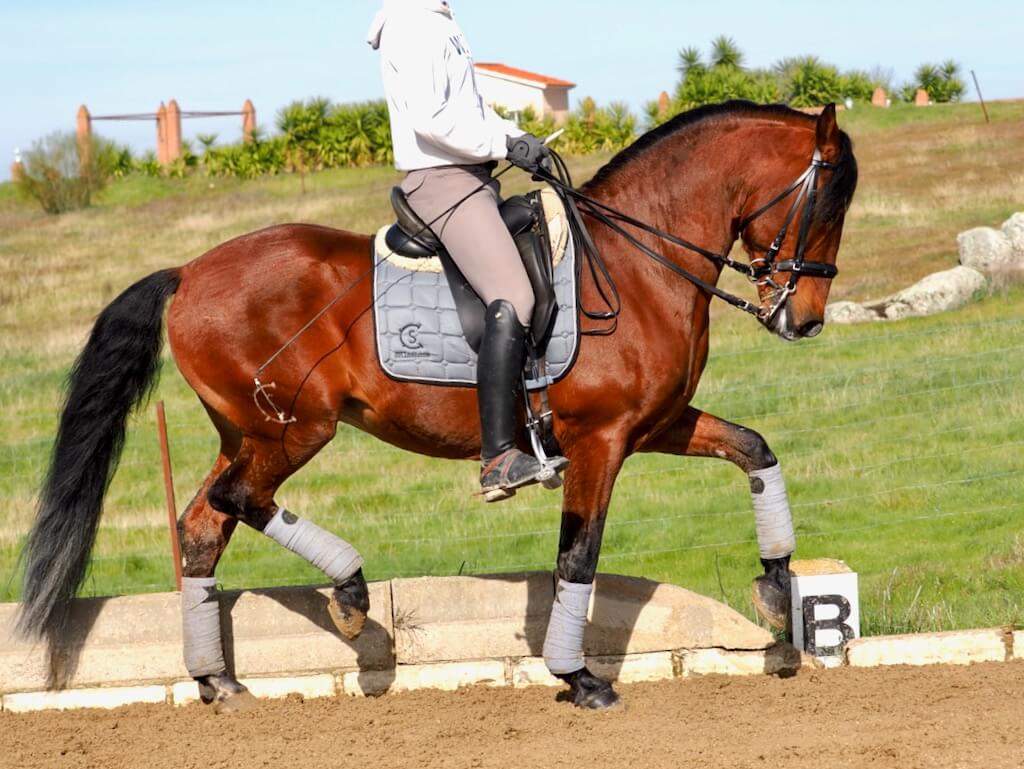 Caballo Lusitano en Nivel Avanzado. Cod. 33457