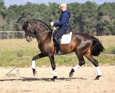 Magnificent PRE with Great Potential for Dressage. Ref. 02768