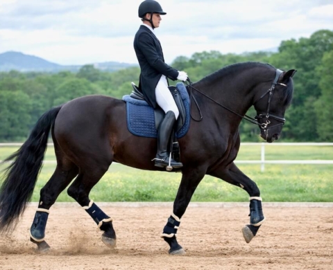 Young PRE stallion for sale. Ref: 03438