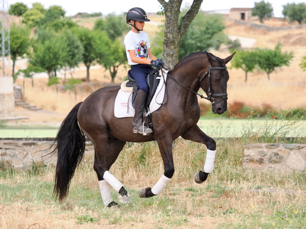 Black colt of great beauty for sale. Cod. 31188