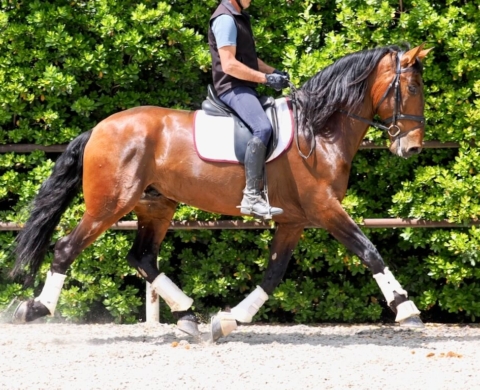 Spanish horse with projection for dressage. Cod 27785