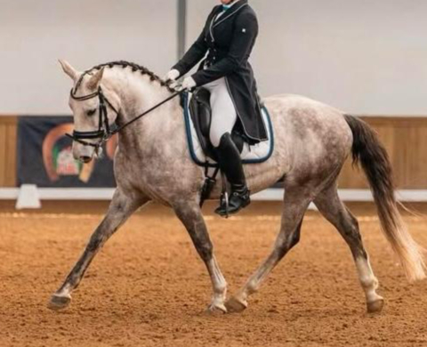 Magnífico Pony D lusitano en venta. Cod. 34522