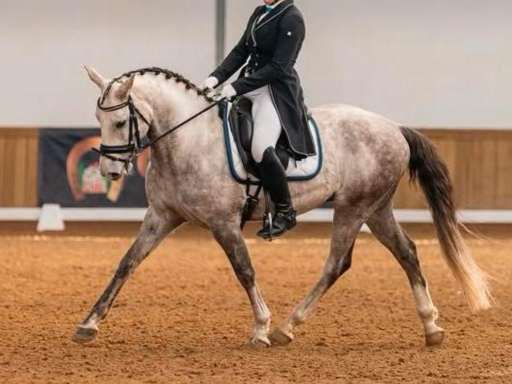 Magnífico Pony D lusitano en venta. Cod. 34522