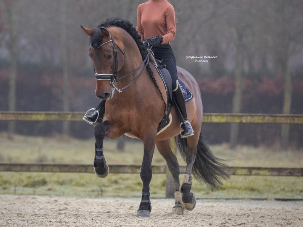 PRE stallion of good bloodlines for sale. Cod. 34783