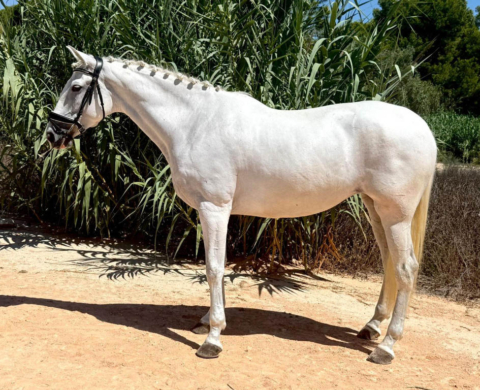 Yegua PRE en nivel Gran Premio en venta. Cod. 34929