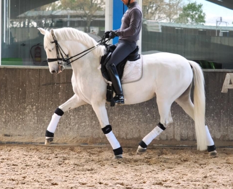 PRE Mare at Grand Prix Level for Sale. Ref. 03561
