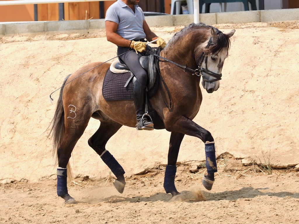 Beauty Lusitano for Leisure Piro Free. Cod. 34688