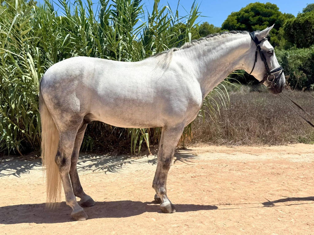 Young PRE Stallion with Dressage Potential. Cod. 34932