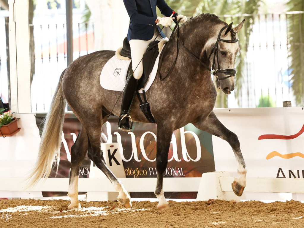 Young PRE with excellent origins and great potential for dressage. Cod. 34901