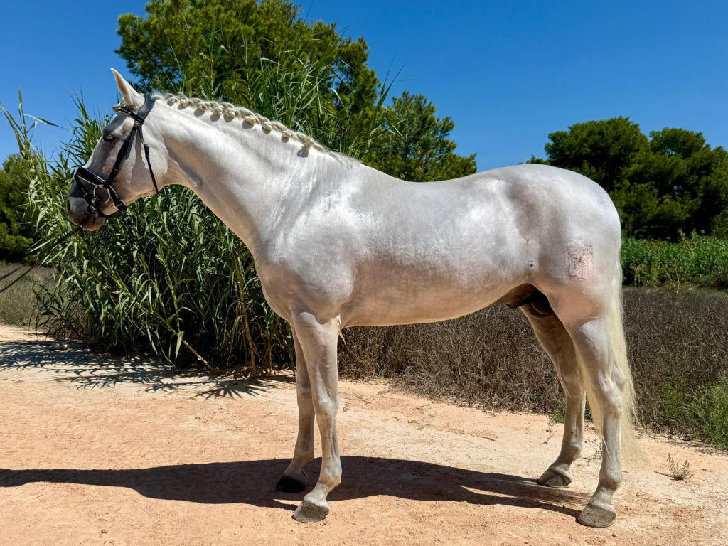 PRE Stallion piro free for Sale. Cod. 34935