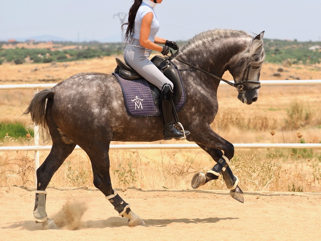 PRE Stallion with Excellent Movements for Sale.  Cod. 34722