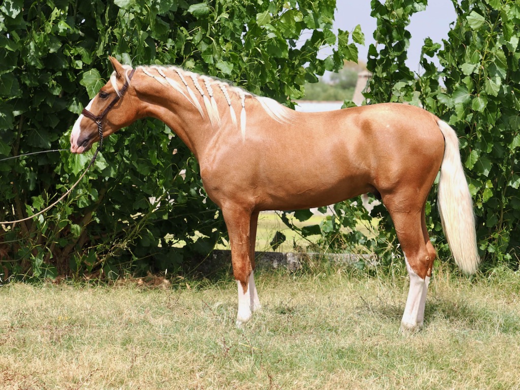 Exclusive PRE Colt of Great Beauty for Sale. Cod. 34862