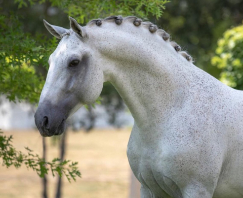 Guapo Schoolmaster Lusitano en venta. Cod. 34898