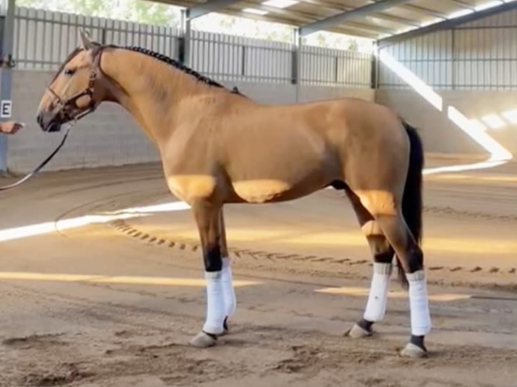 Young Lusitano Stallion for Sale. Cod. 34744