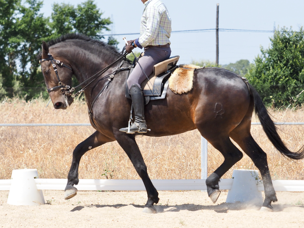 Excellent Lusitano-Friesian in Working Equitation. Cod. 35159