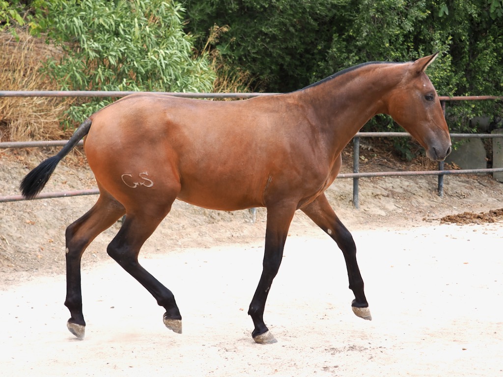 Beautiful PRE filly with good morphology for sale. Cod. 35109