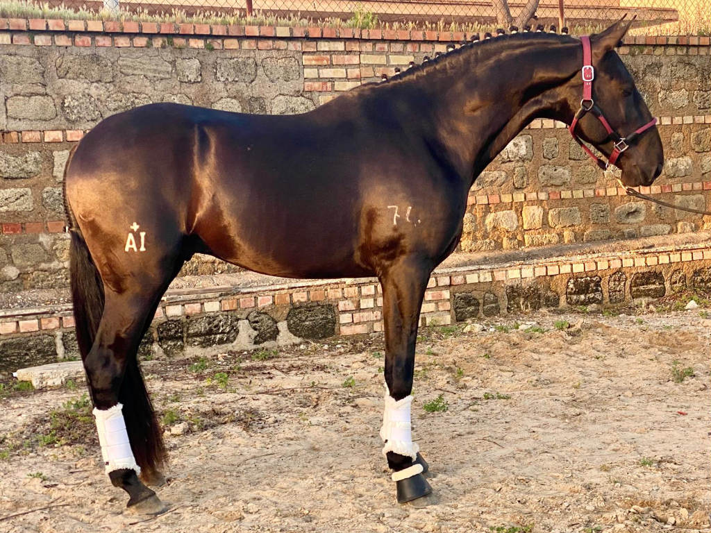 Young Lusitano Horse for Sale. Cod. 34989