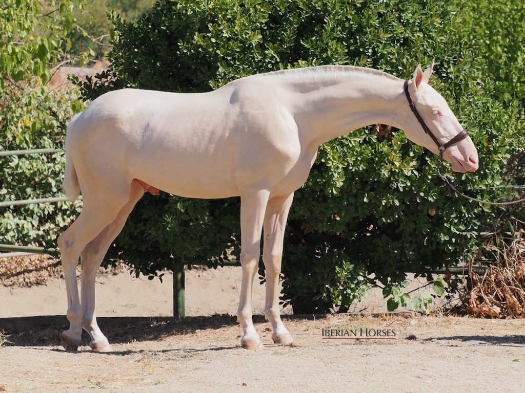 Exclusive Cremello PRE Colt for Sale. Cod. 35283