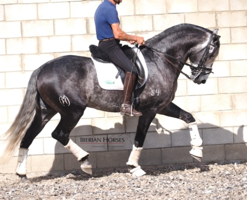 Caballo Lusitano con proyección para Gran Premio en Venta. Cod. 35312