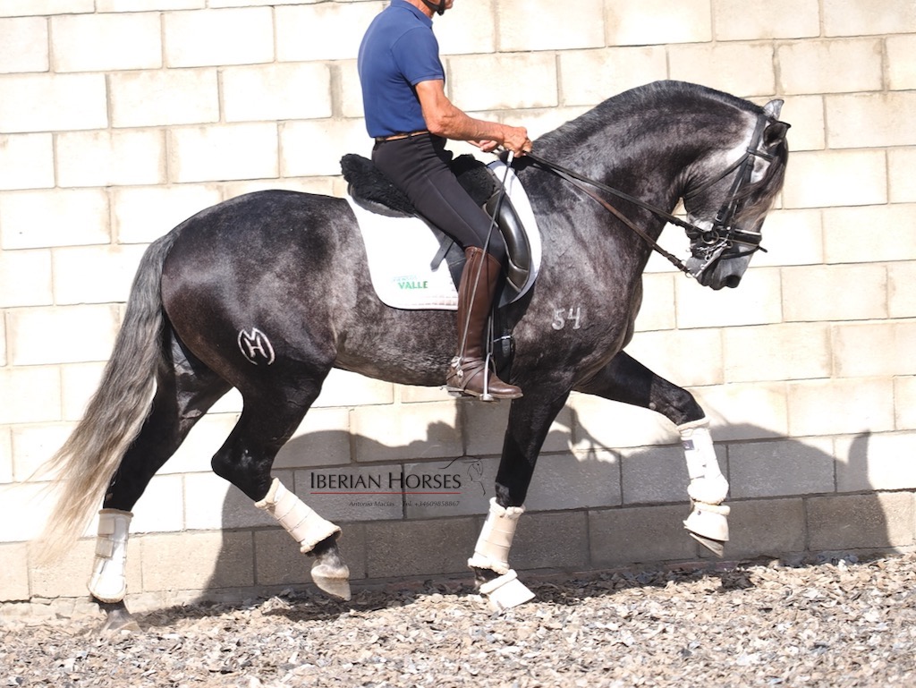 Lusitano Horse with Grand Prix Potential for Sale. Cod. 35312