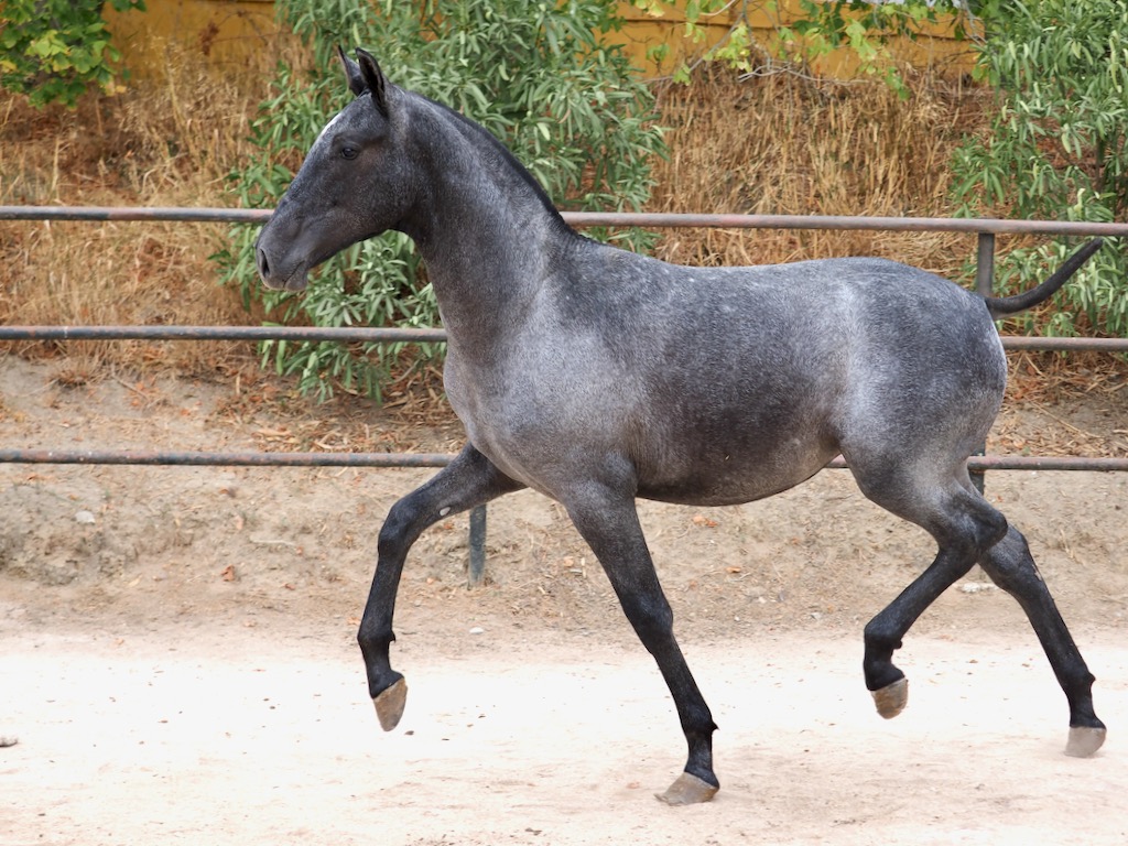 Quality PRE filly for sale. Cod. 35133