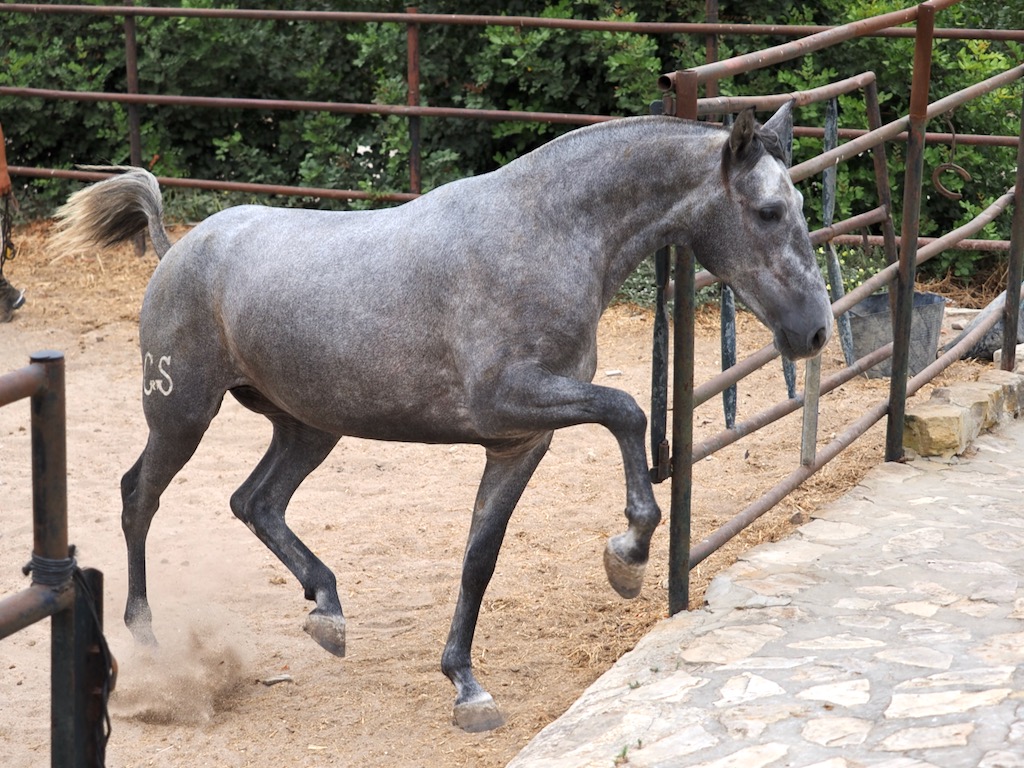 Spectacular PRE Filly for Sale. Cod. 35088