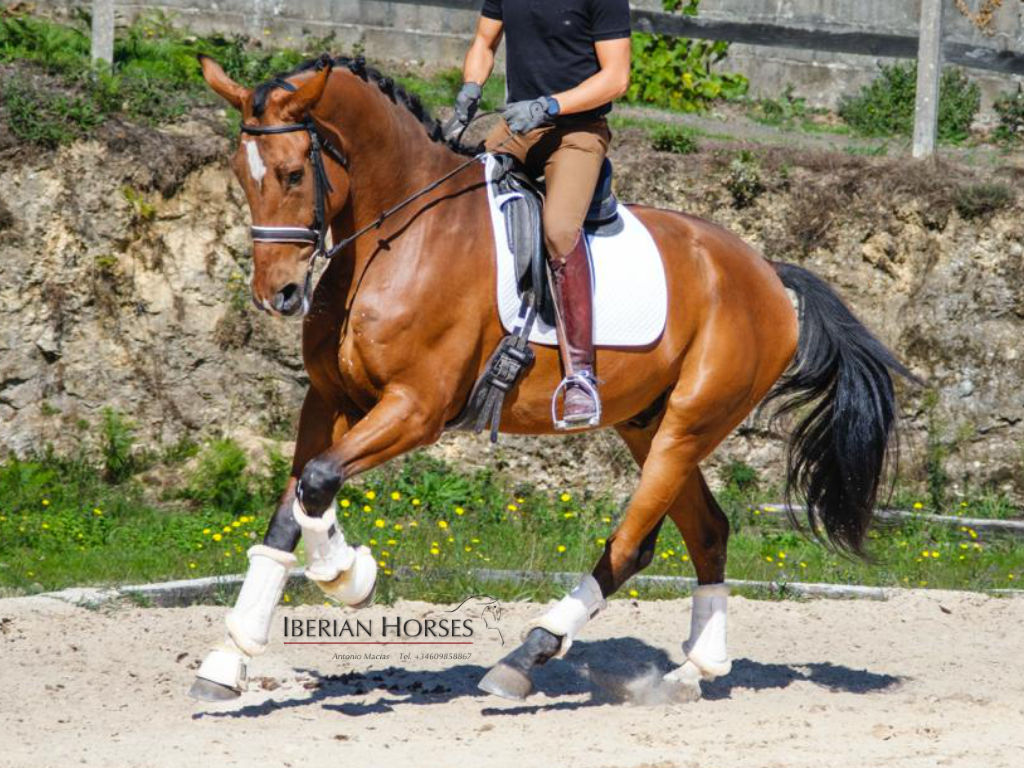 Beeindruckender KWPN mit Dressurpotenzial. Cod 35722