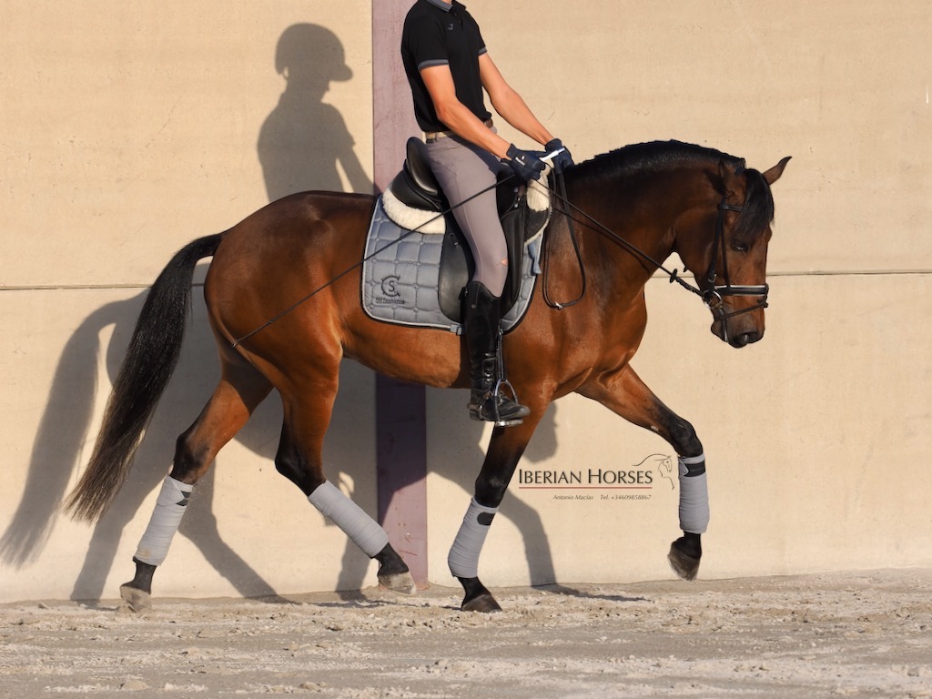 Junger Lusitano mit großem Potenzial zu verkaufen. Cod 35498