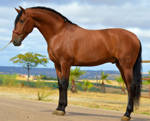 Junger PRE-Hengst mit großer Zukunftsperspektive. Cod 35462