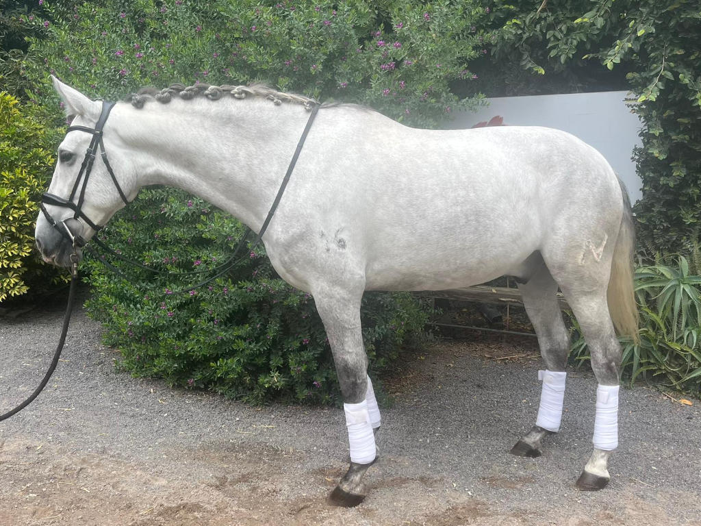 Caballo PRE con Gran alzada en Venta. Cod. 35541
