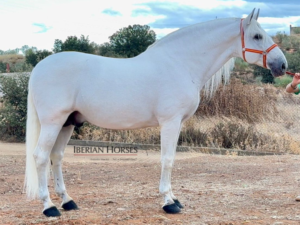 Imposanter PRE-Hengst mit hervorragender Morphologie. Cod 35694