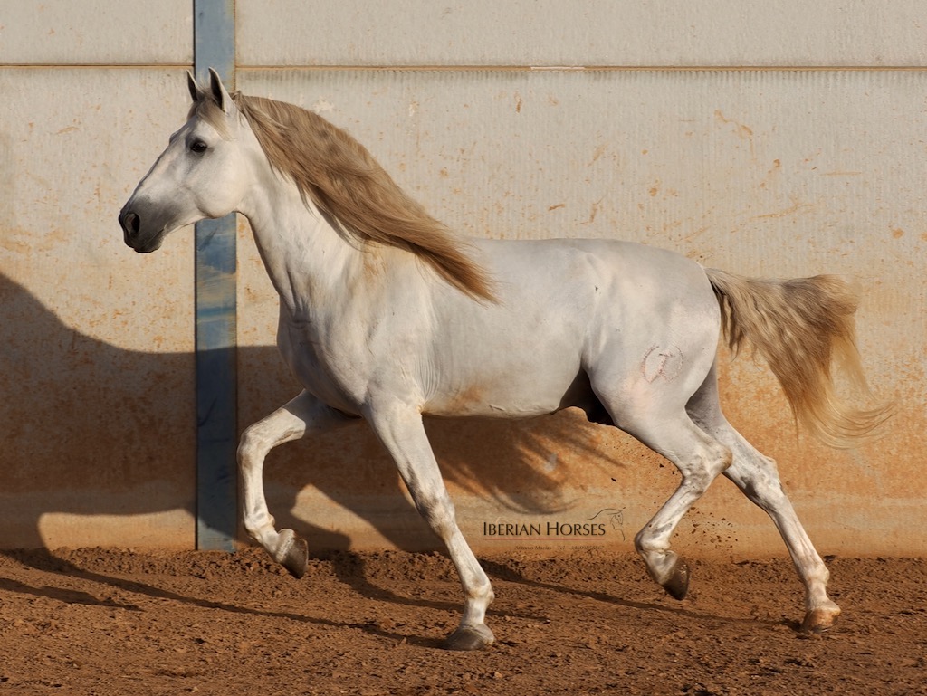 Caballo PRE con una impresionante morfología. Cod. 35368