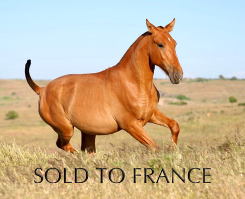 Young Chestnut PRE Filly with PRL. Cod. 34096