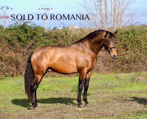 Young PRE Horse with Great Potential for Dressage. Ref. 03701