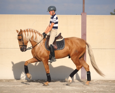 Caballo Español Palomino con buenos orígenes. Cod. 30153