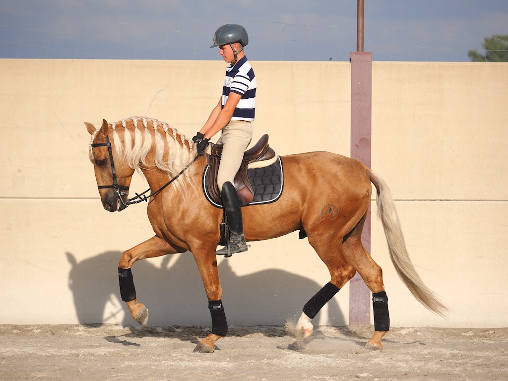 Spanischer Palomino-Hengst mit guter Herkunft. Cod 30153