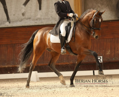 High-Quality PRE Stallion at Advanced Level. Ref. 03845