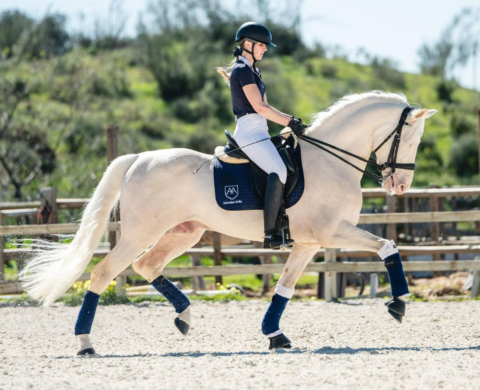 Albino PRE Stallion at Advanced Level. Ref. 03904