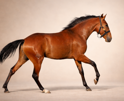 Especial Potro Lusitano con magníficos orígenes. Ref. 03902