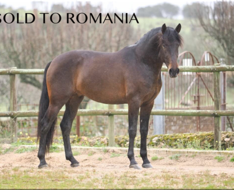 PRE Stallion with Dressage Potential and Valdeolivas Bloodlines. Ref. 03227