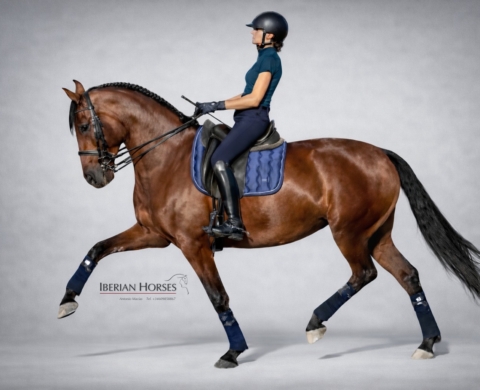 High-Quality PRE Mare at Advanced Level and Piro Free. Ref. 03865