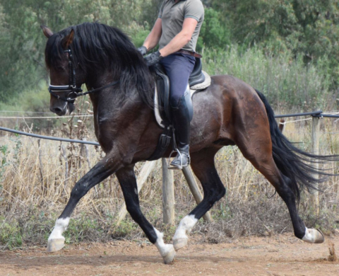 Spectacular PRE horse for dressage piro free. Ref. 00163