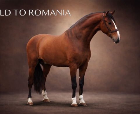 Young PRE with Valdeolivas bloodlines for sale. Ref. 03893