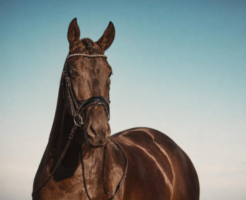 PRE Stallion with Great Character and Strong Dressage Potential. Ref: 03672