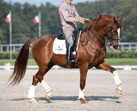 Handsome KWPN Schoolmaster at Advanced Level for Sale. Ref. 03906