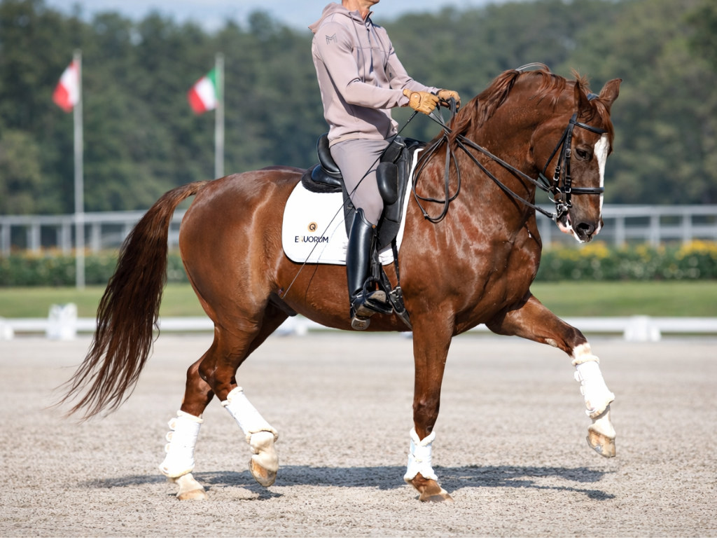 Guapo Schoolmaster KWPN en nivel Avanzado en Venta. Ref. 03906