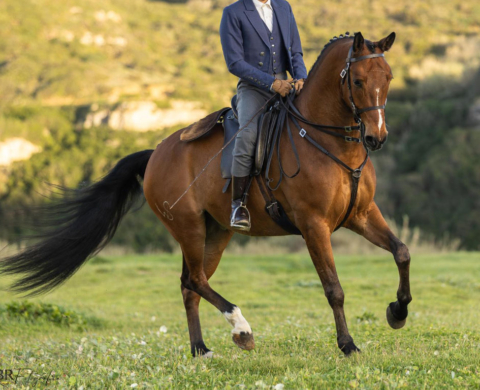 Semental Lusitano con buen carácter en Venta. Ref. 03942