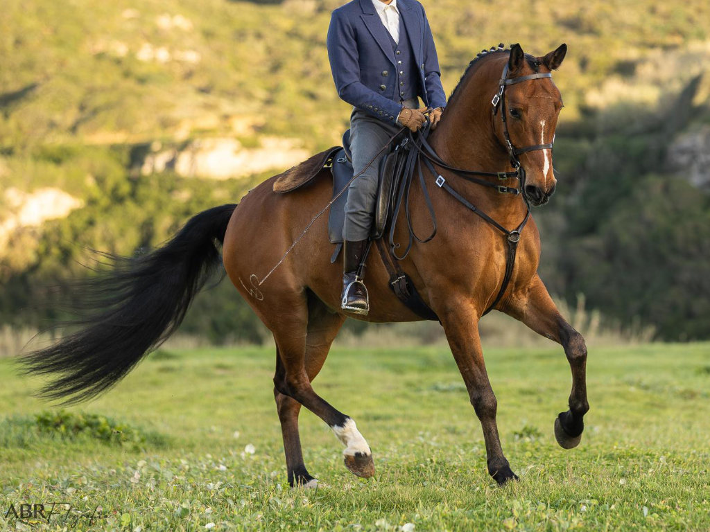 Semental Lusitano con buen carácter en Venta. Ref. 03942