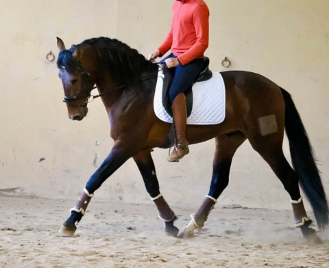 Young PRE Stallion with a Promising Future for Sale. Ref. 03938